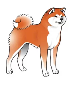 Colores de la Raza Akita Inu