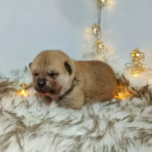 Cachorro • Disponible 1