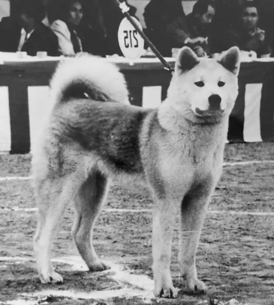 akita inu historia