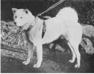 Historia del Akita Inu