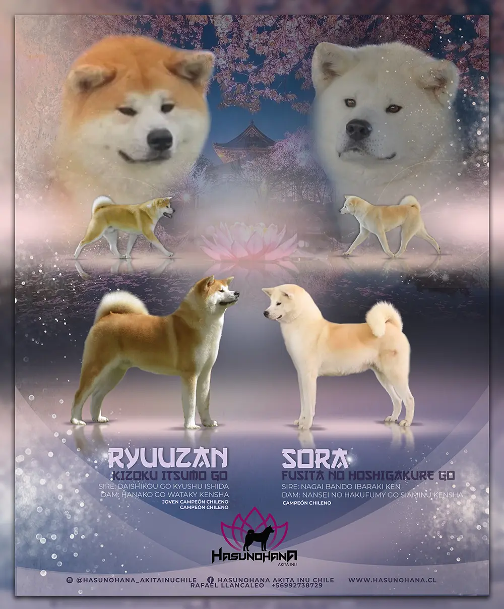 banner hasunohana soraxryuuzan