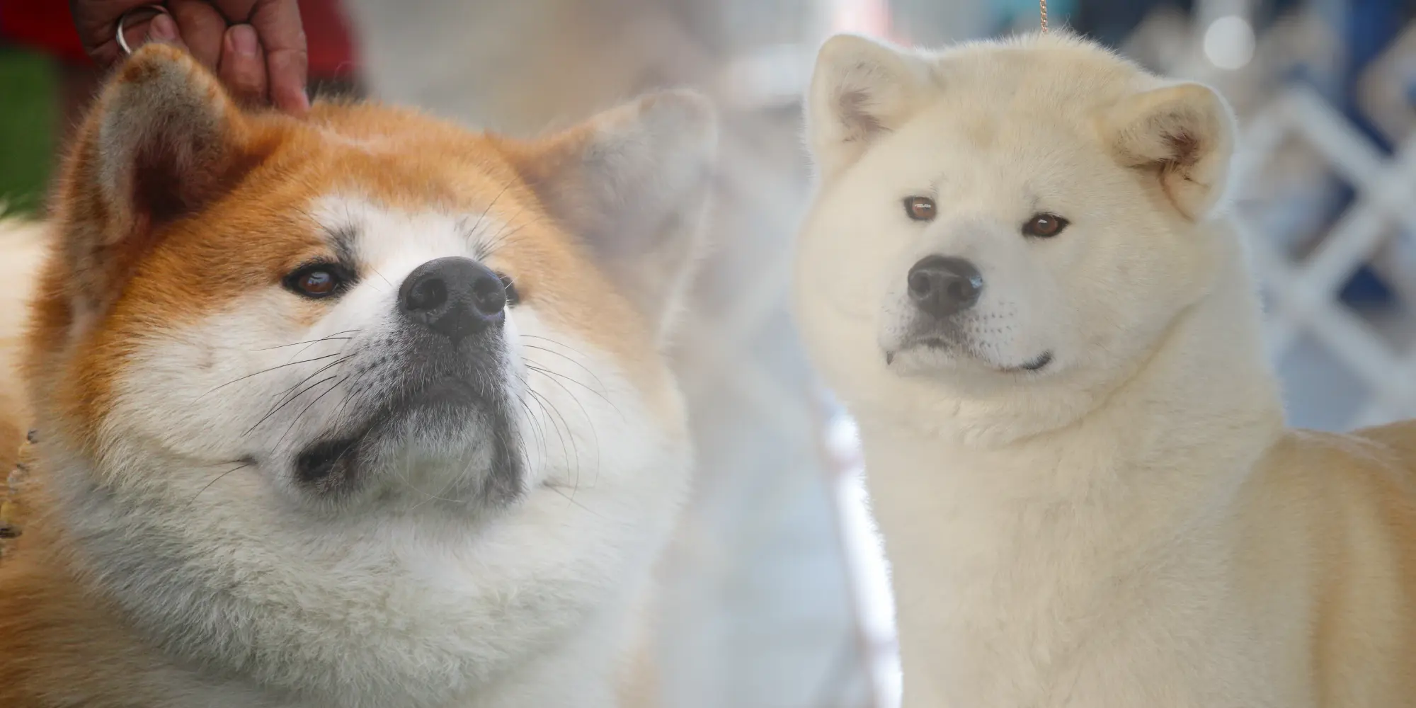 cachorros de hasunohana akita inu