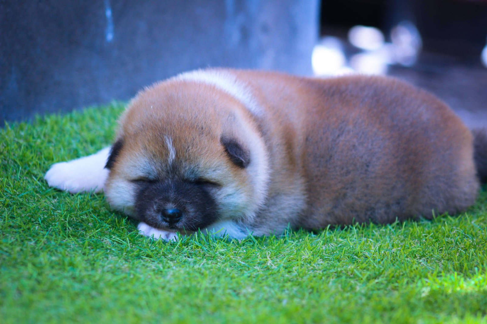 Cachorro • No disponible 1