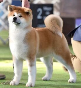 Cuidado del pelaje del Akita Inu